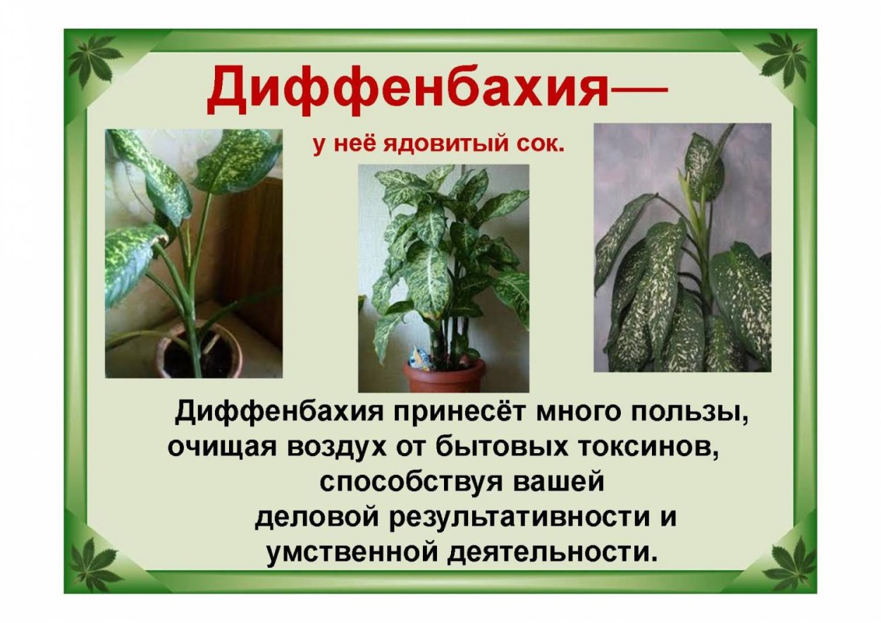 Акокантера растение