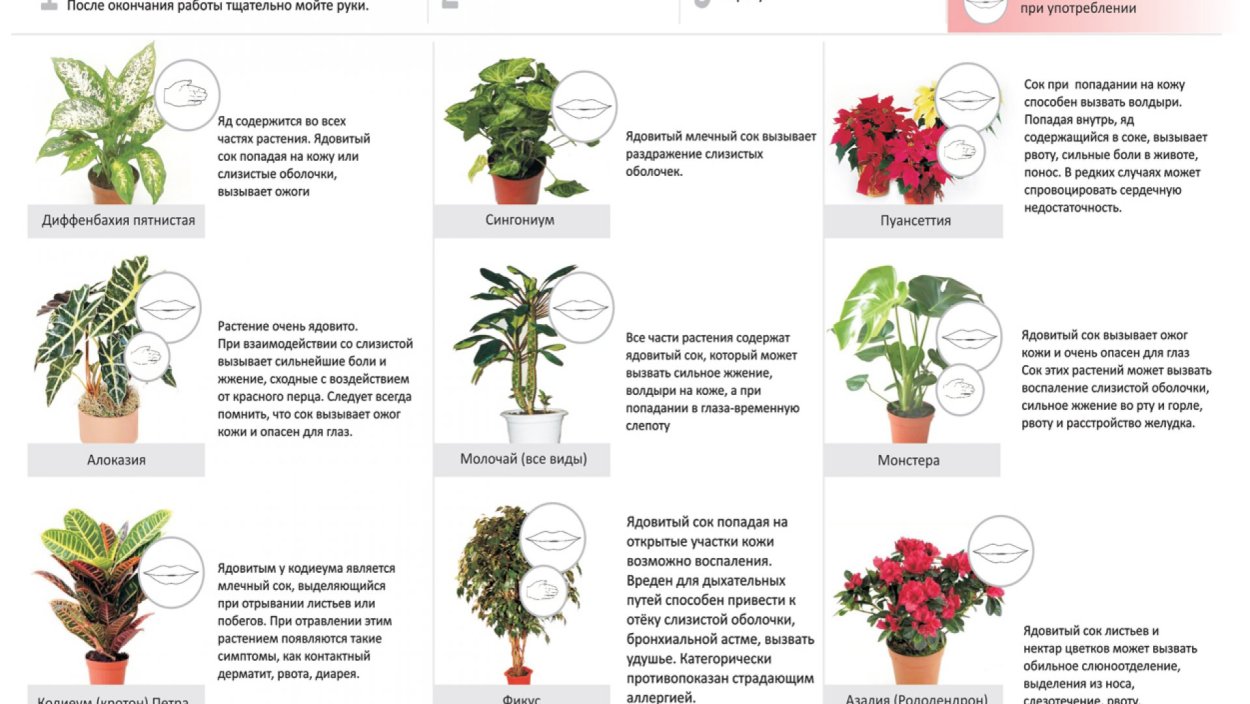 Диффенбахия Лиана