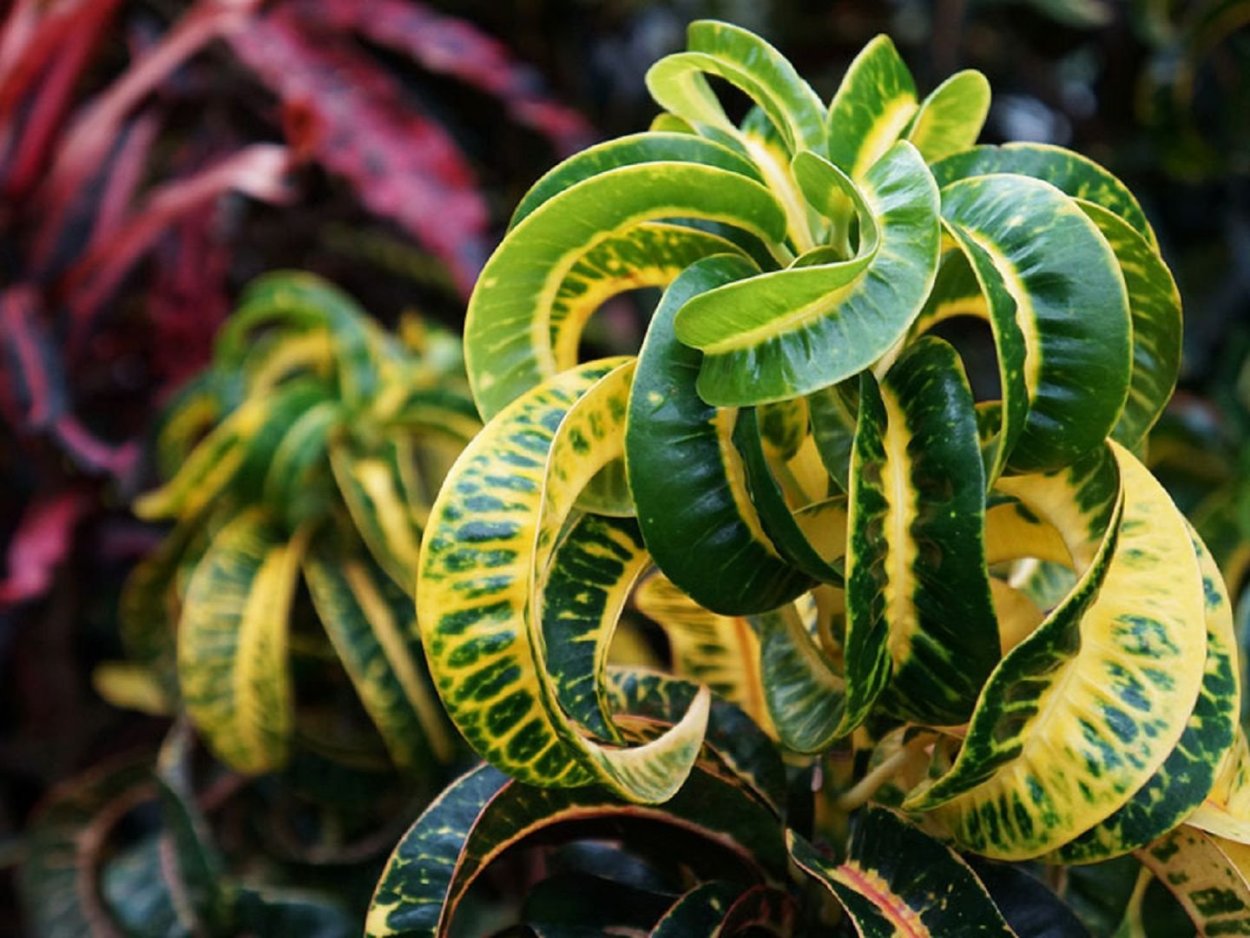 Диффенбахия Тропик Тики