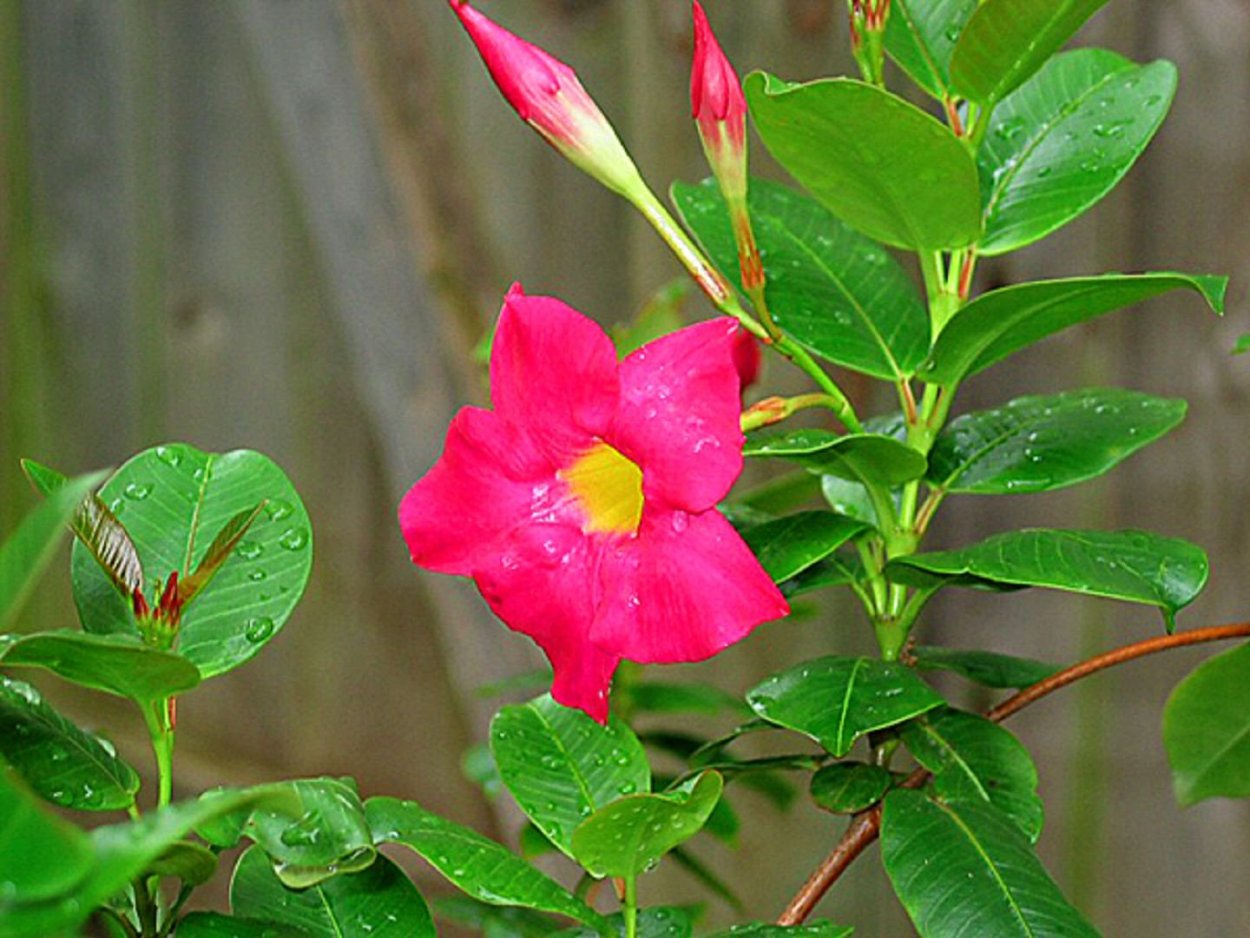 Спатифиллум молочай