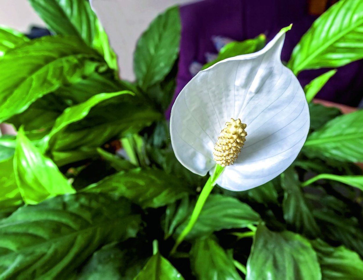 Пуансеттия Вариегата красная