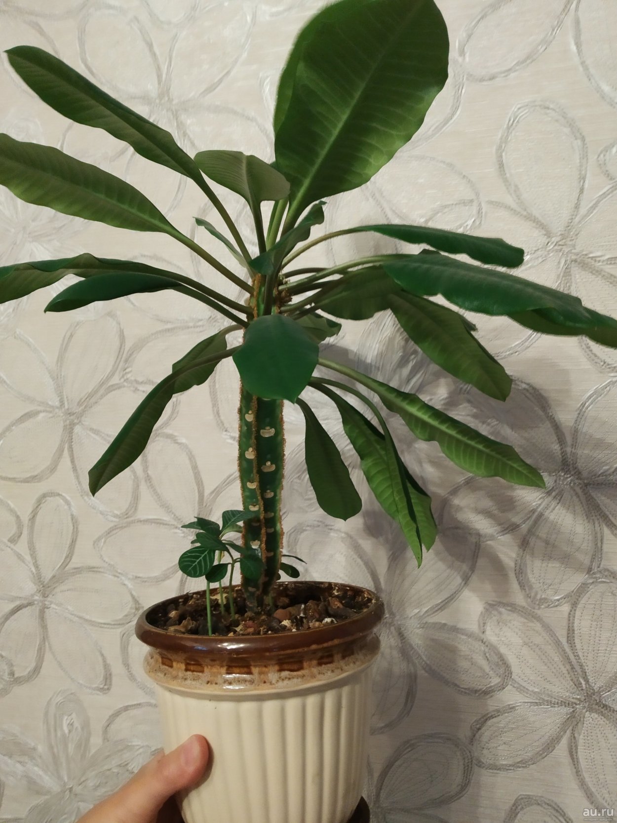 Диффенбахия. Олеандр. Азалия. Кротон