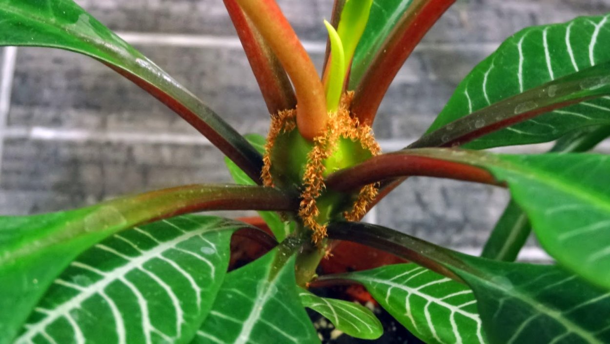 Молочай беложильчатый ядовитый