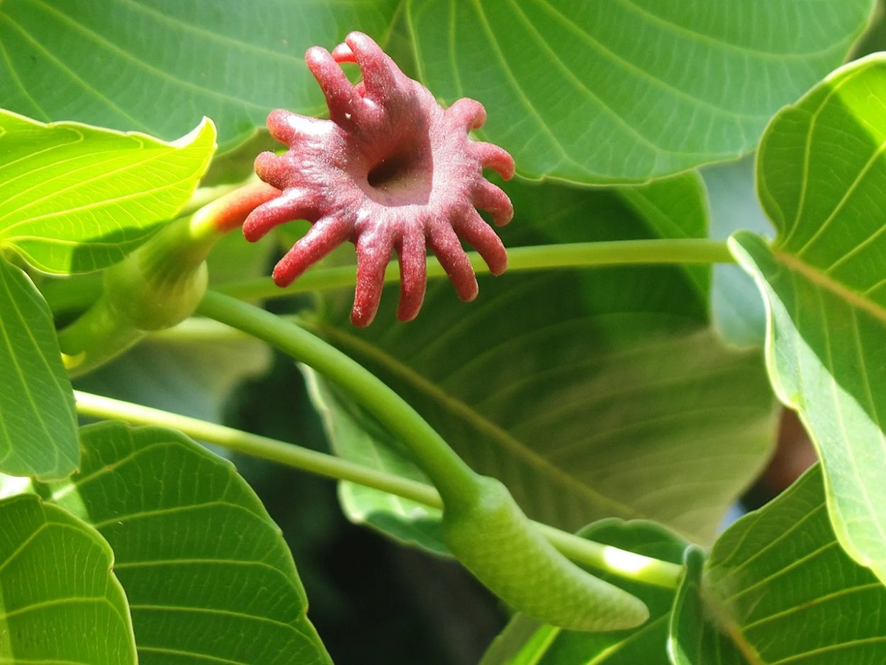 Молочай комнатный