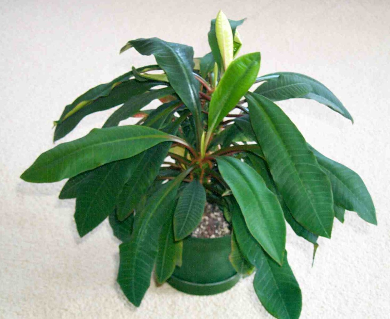 Диффенбахия монстера гибискус