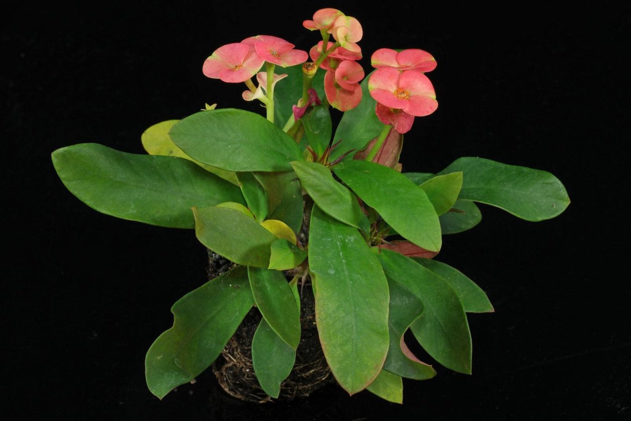 Цветок Диффенбахия комнатный