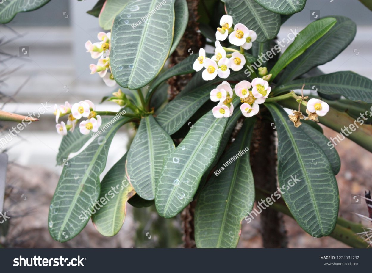 Молочай блестящий