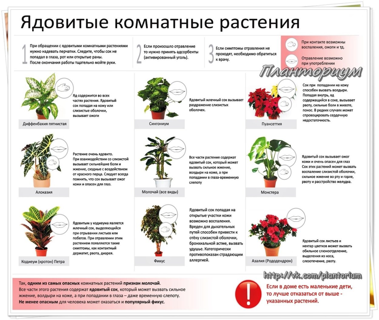 Молочай эуфорбия Пальма