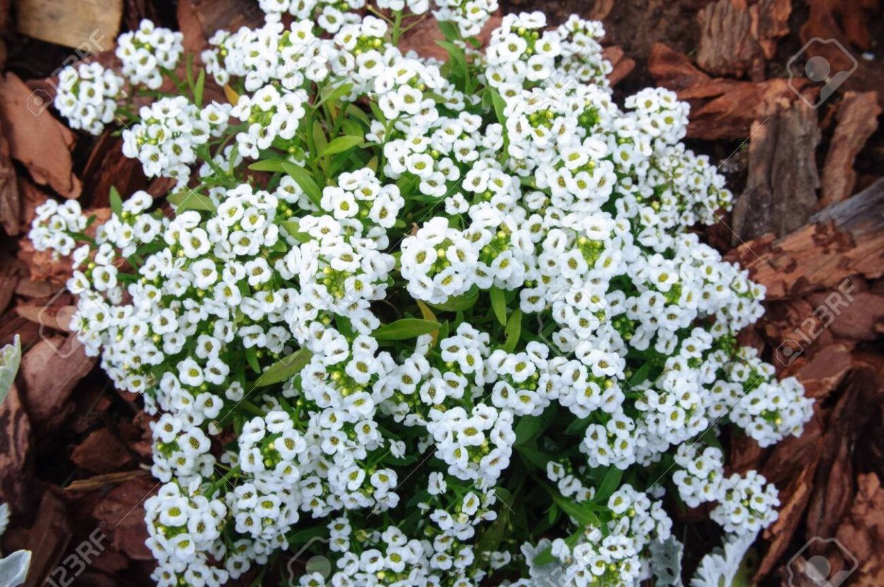 Алиссум магический ковер