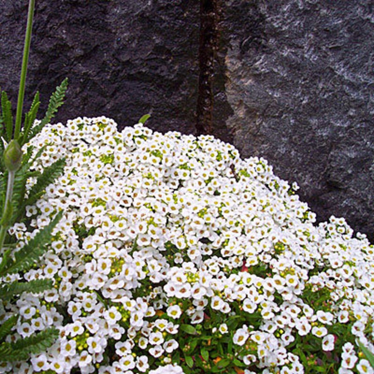 Цветы пахнут медом