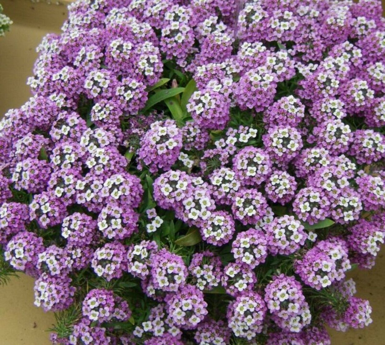 Алиссум морской