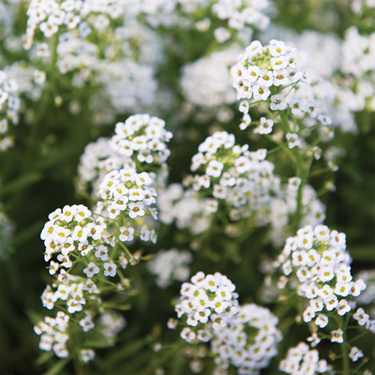 Алиссум морской (Lobularia maritima)