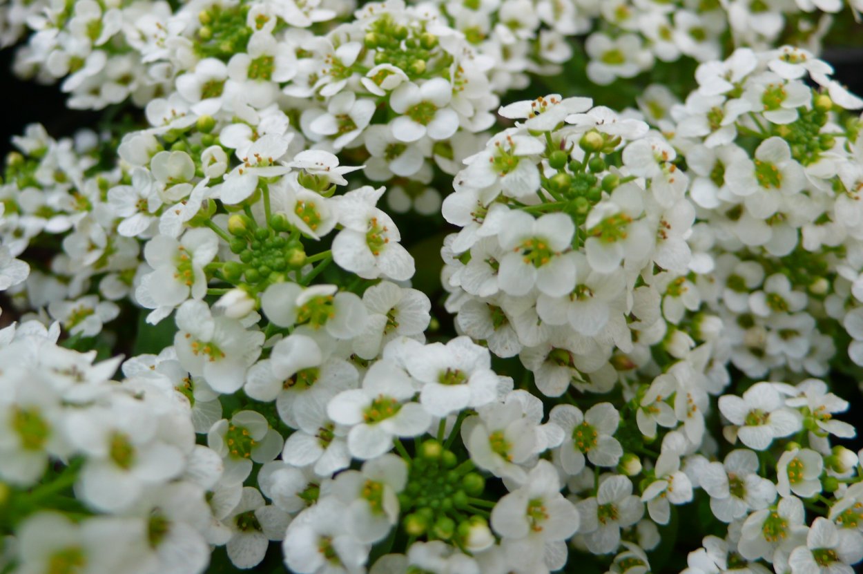 Алиссум Биг джем