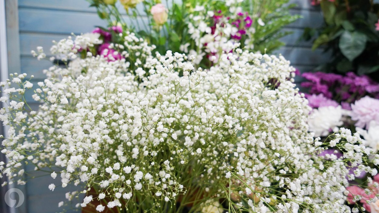 Цветы алиссум снежный ковер