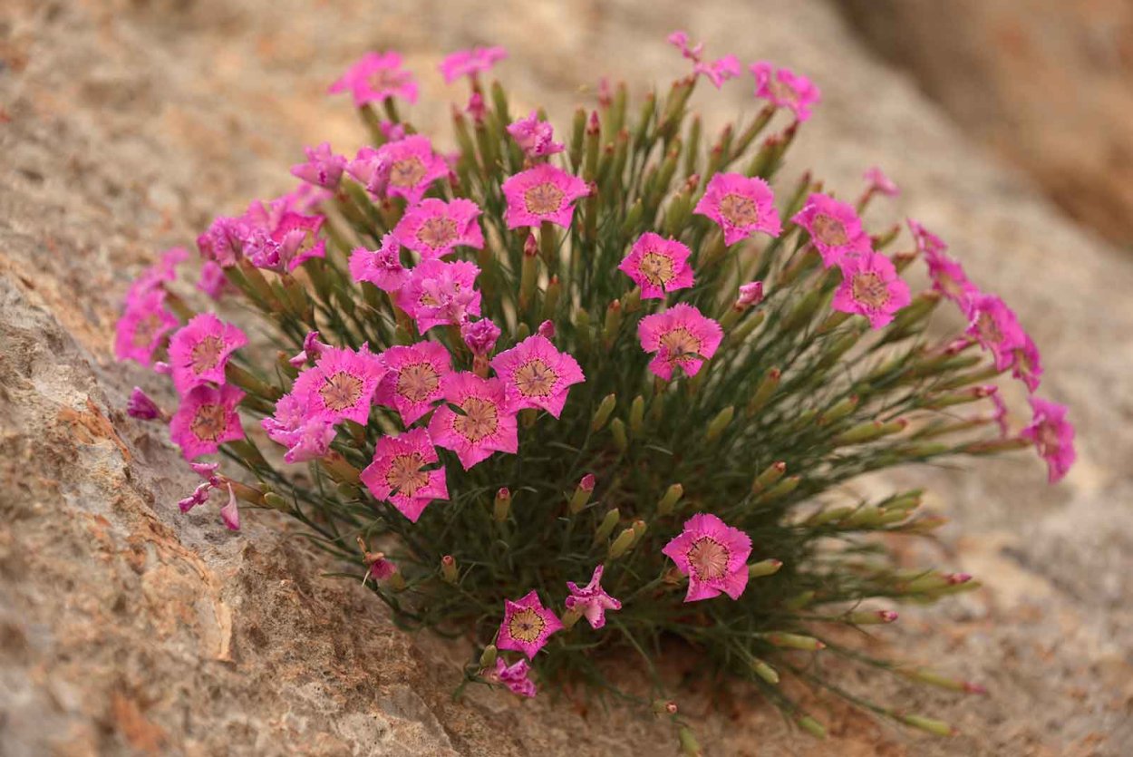 Садовая гвоздика (Dianthus caryophyllus)