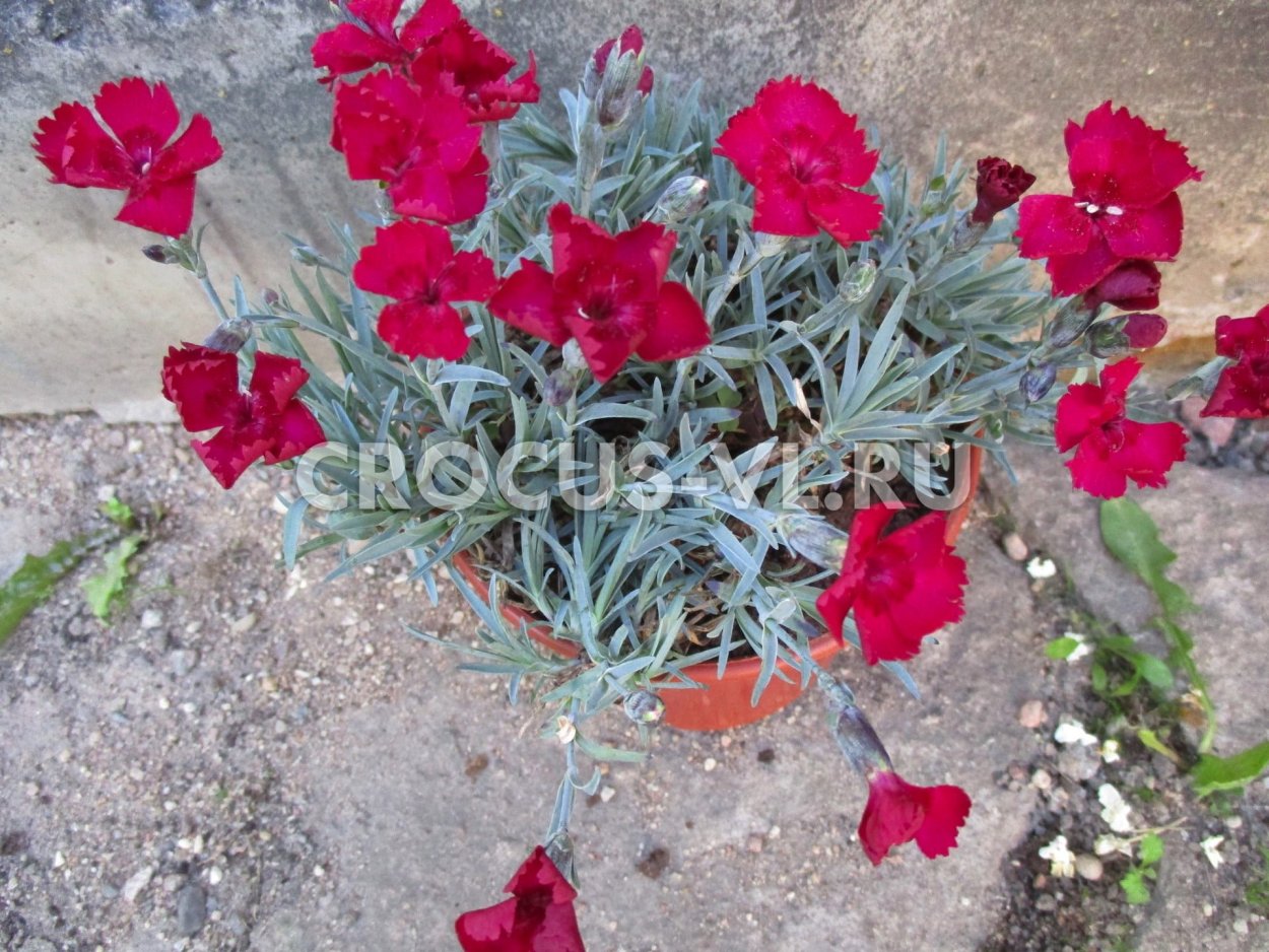 Гвоздика Альпийская