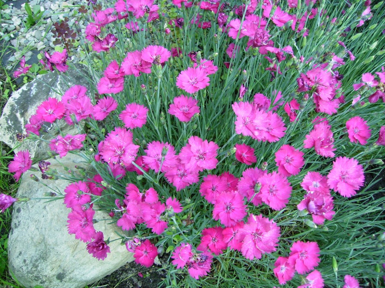 Гвоздика серовато-голубая (Dianthus gratianopolitanus