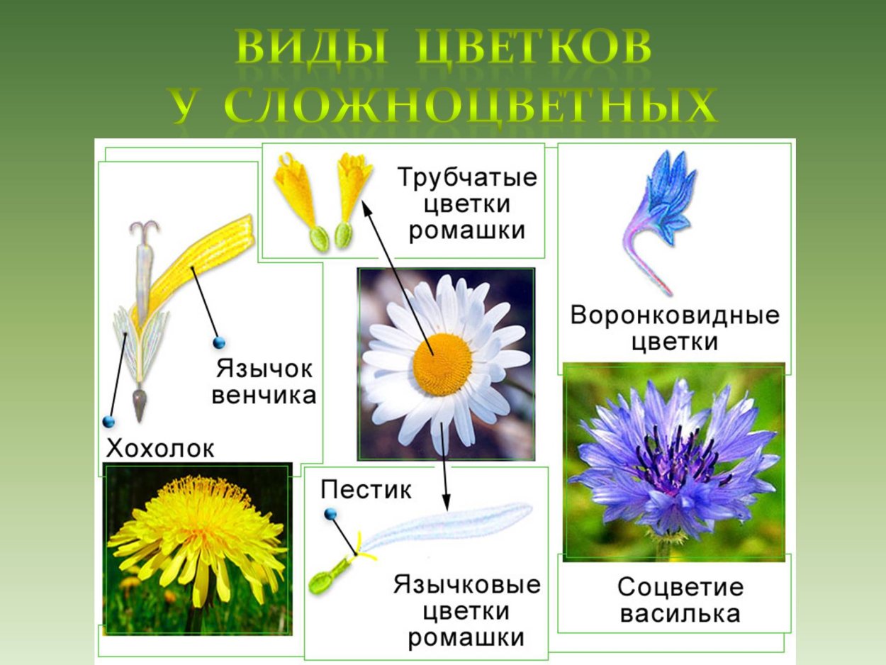 Соцветие подсолнуха