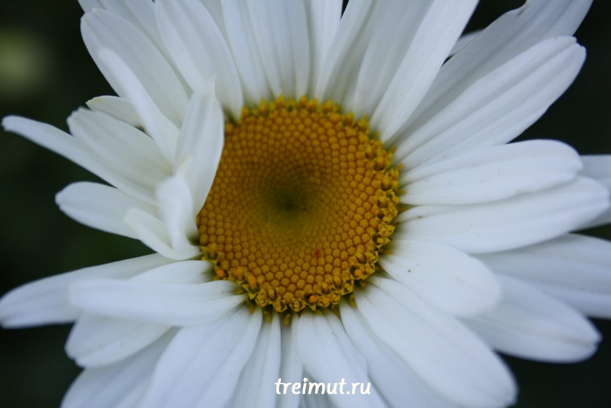 Смесь маргаритки ромашки Мак