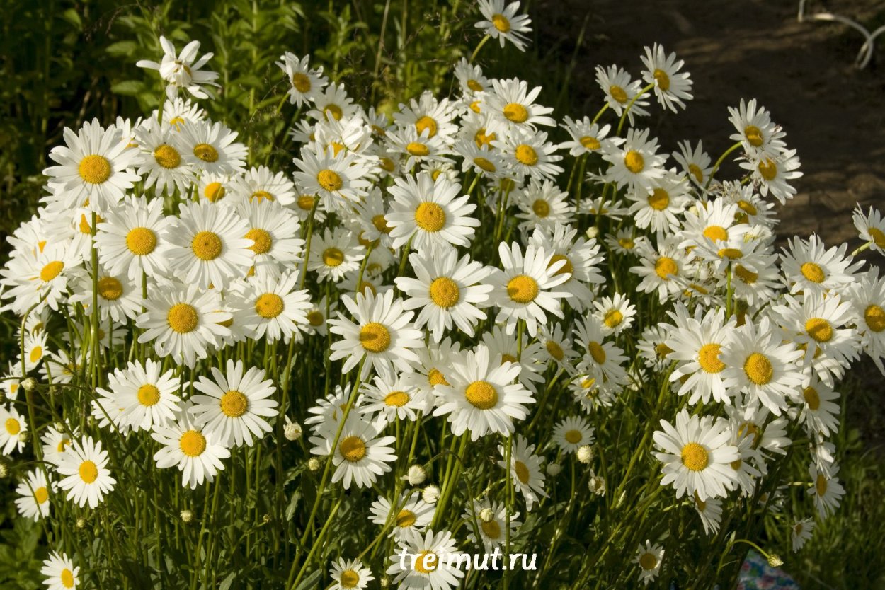 Маргаритка и Ромашка разница