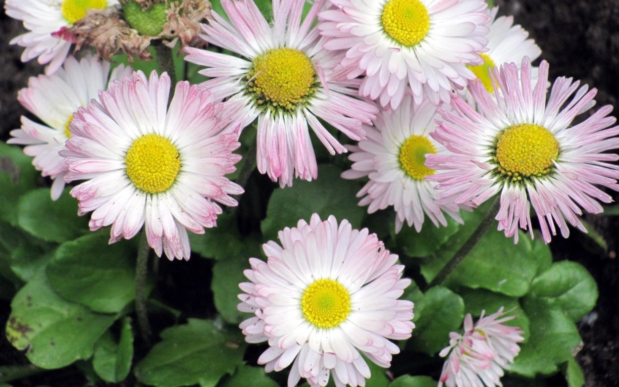 Ромашка поповник Маргаритка