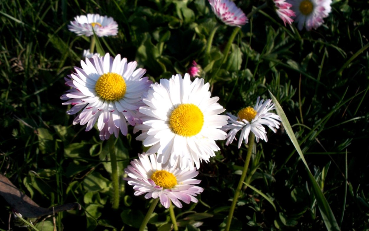 Маргаритка или Ромашка