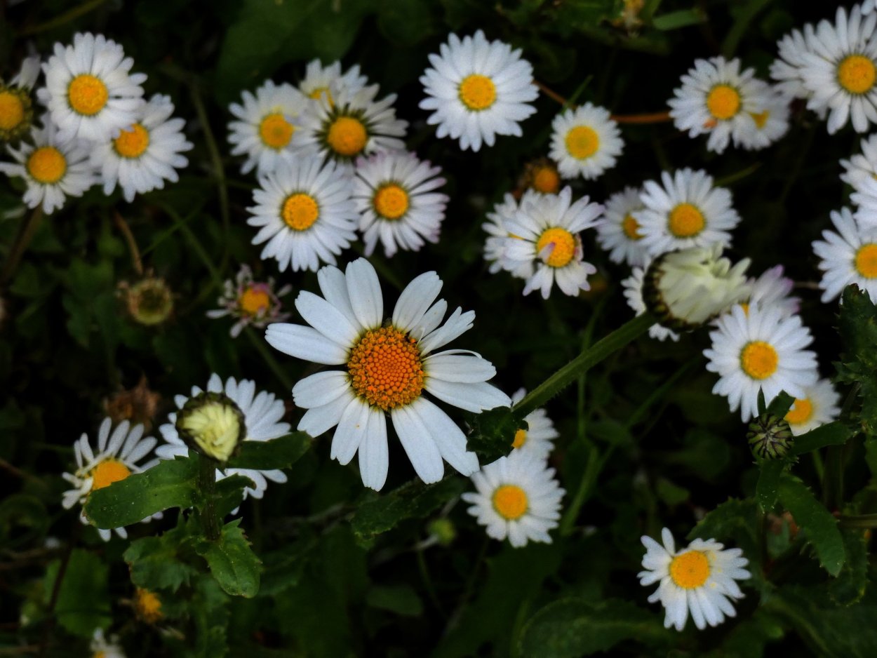 Маргаритка Ромашковая