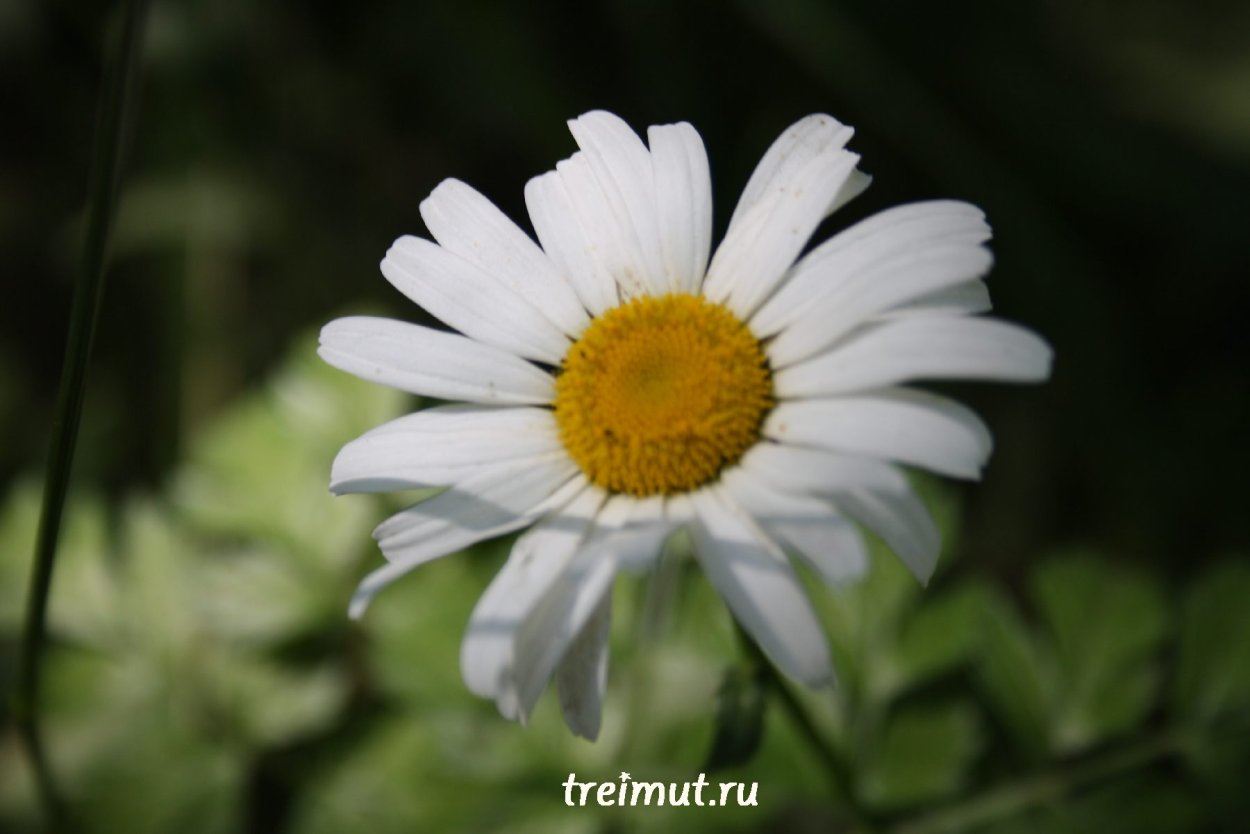 Многолетняя Ромашка-Маргаритка