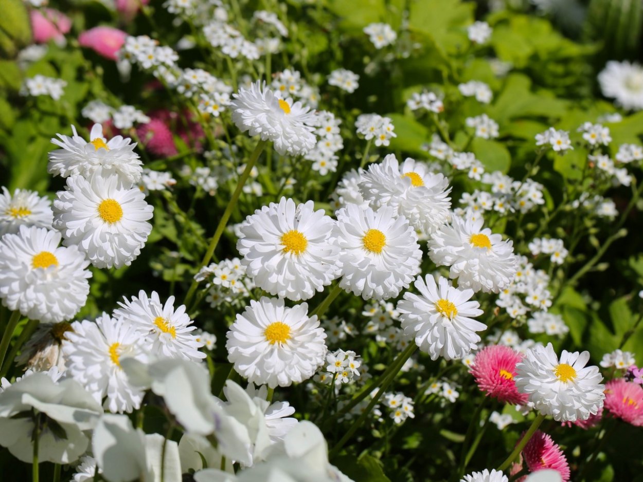 Маргаритка Альпийская