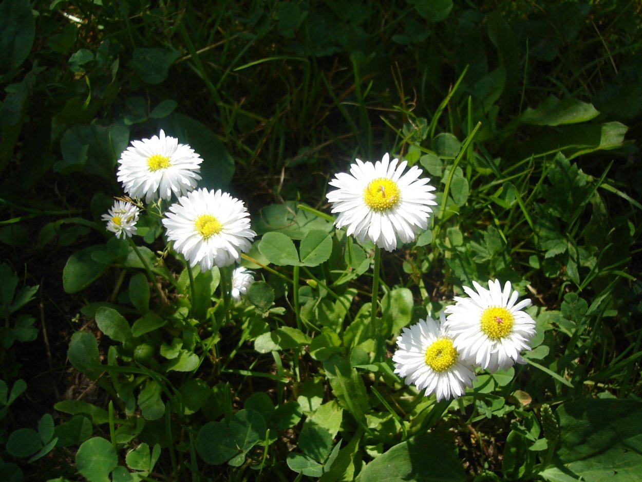 Цветы маргаритки ромашки колокольчики