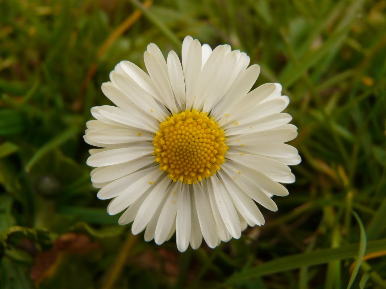 Маргаритка Дикая Ромашка