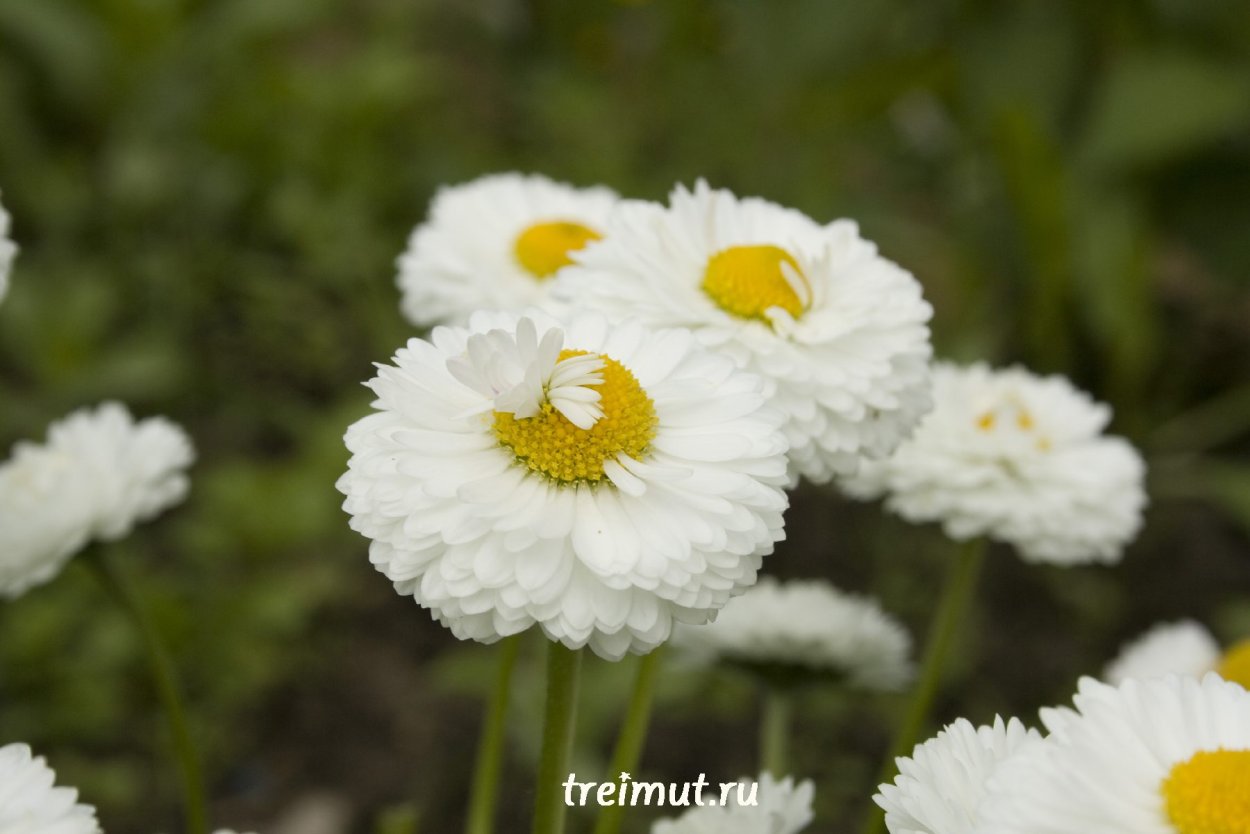 Ромашки Дейзи Флауэр