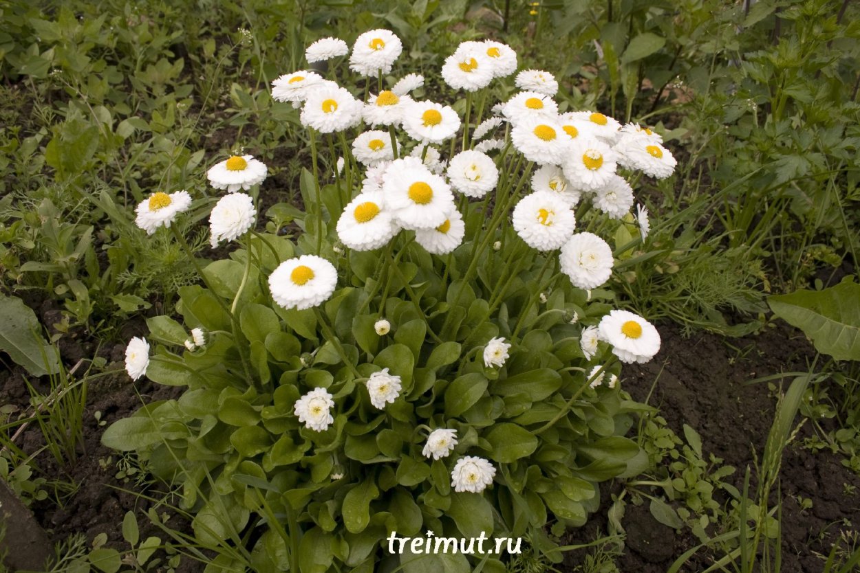 Ромашковый луг Лукоянов