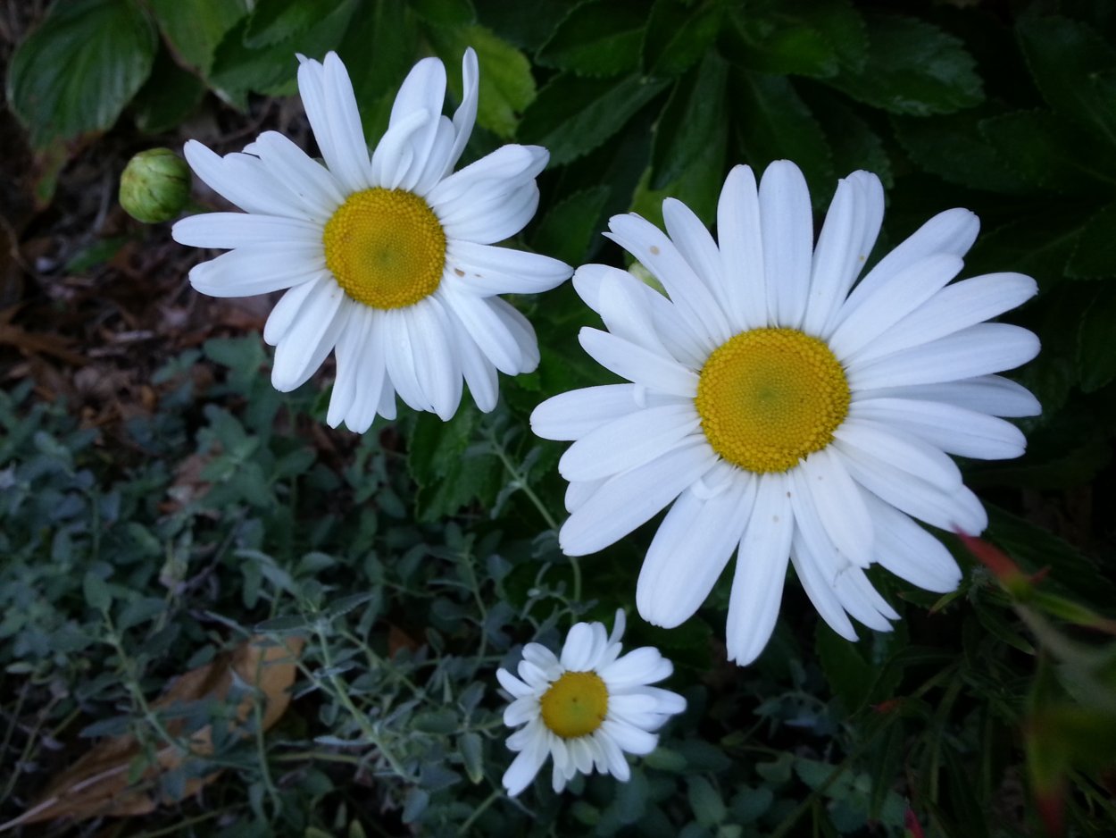 Дороникум, Маргаритка многолетняя