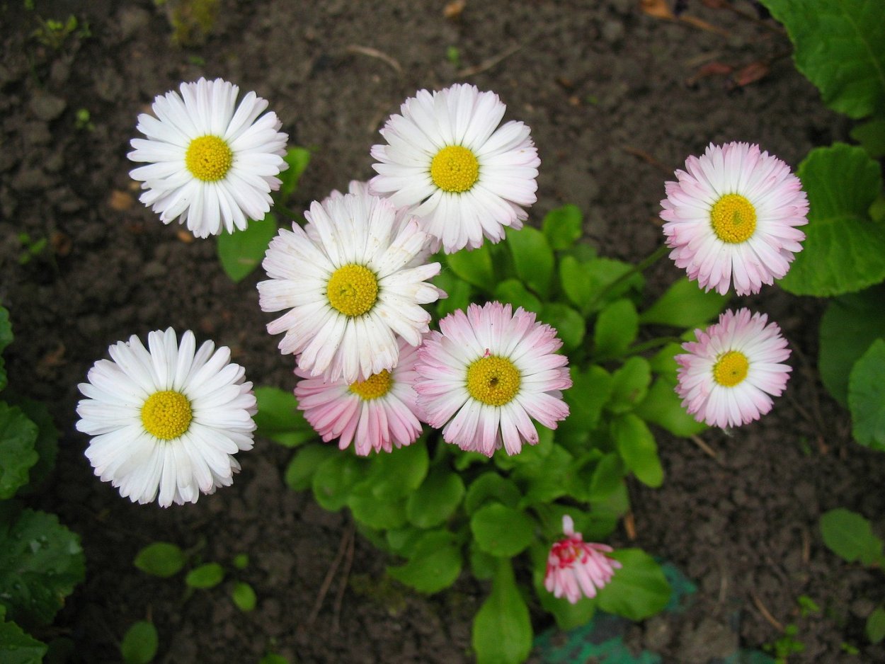 Лепестки ромашки зеленые