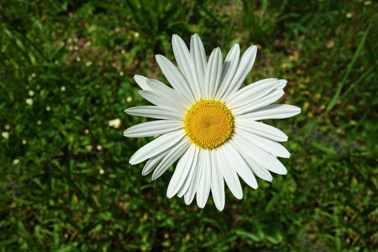 Маргаритка Bellis perennis Дикая