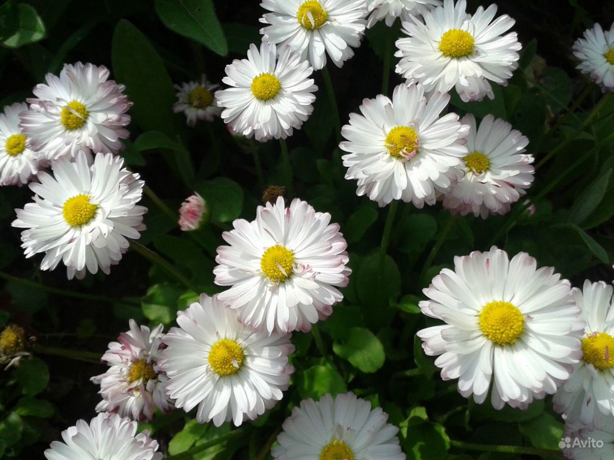 Ромашка Sonnenschein