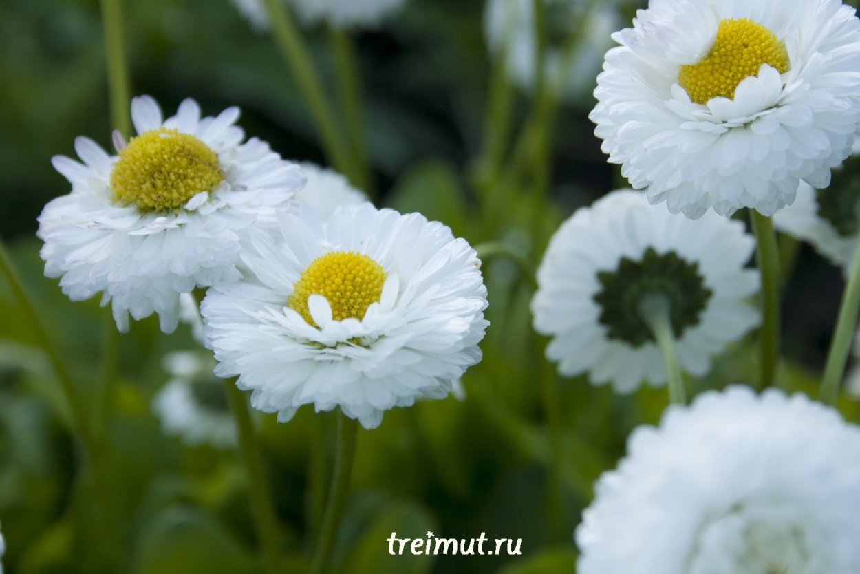 Цветы ромашки и маргаритки