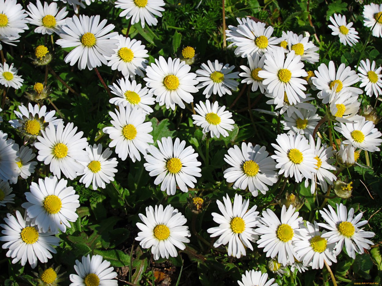 Маргаритка Ромашковая