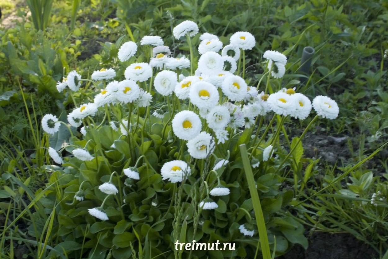 Маргаритка Полевая Дикая