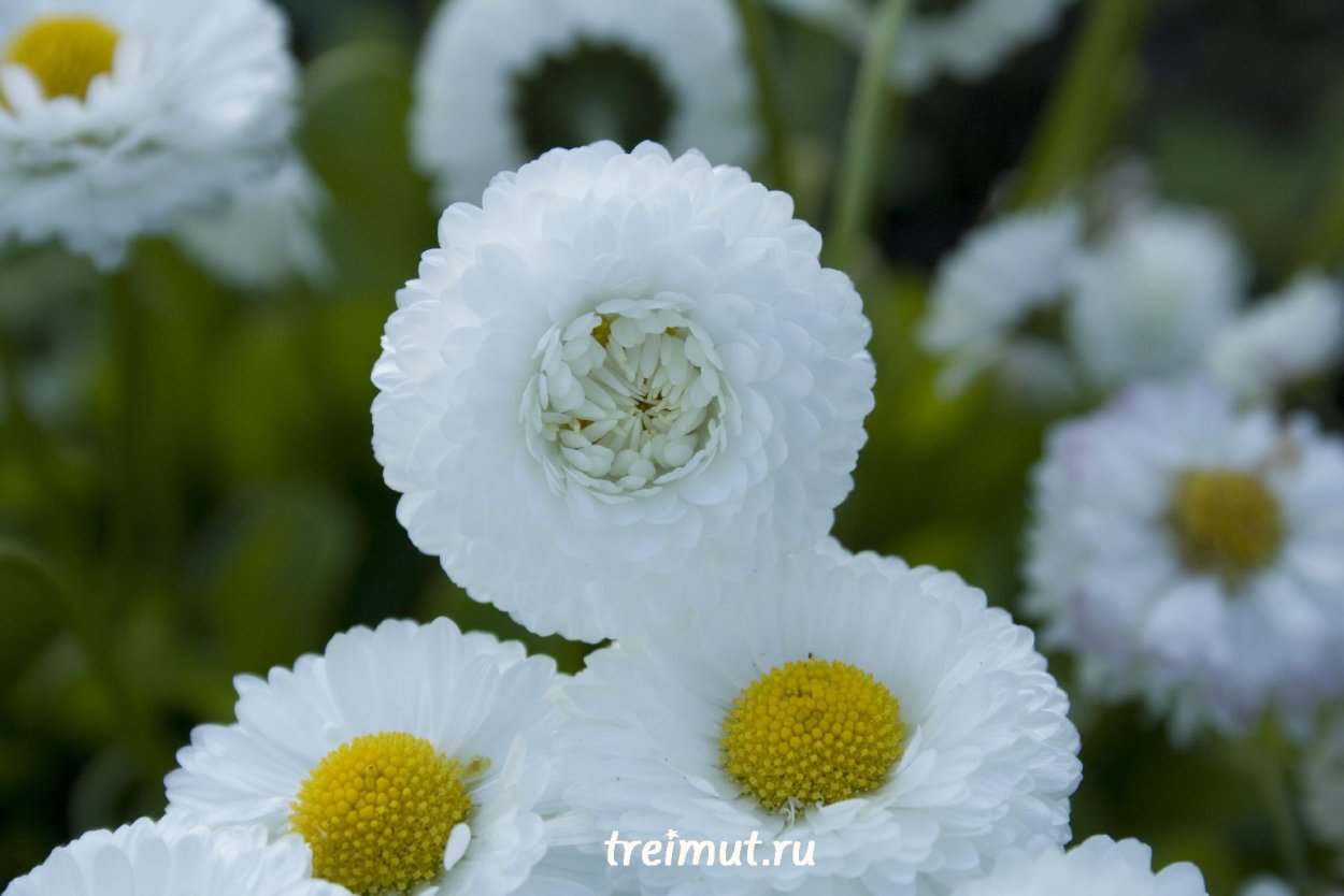 Маргаритка отличие от ромашки