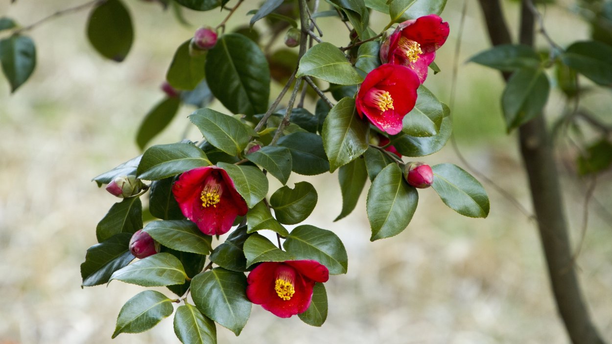 Камелия японская древовидная