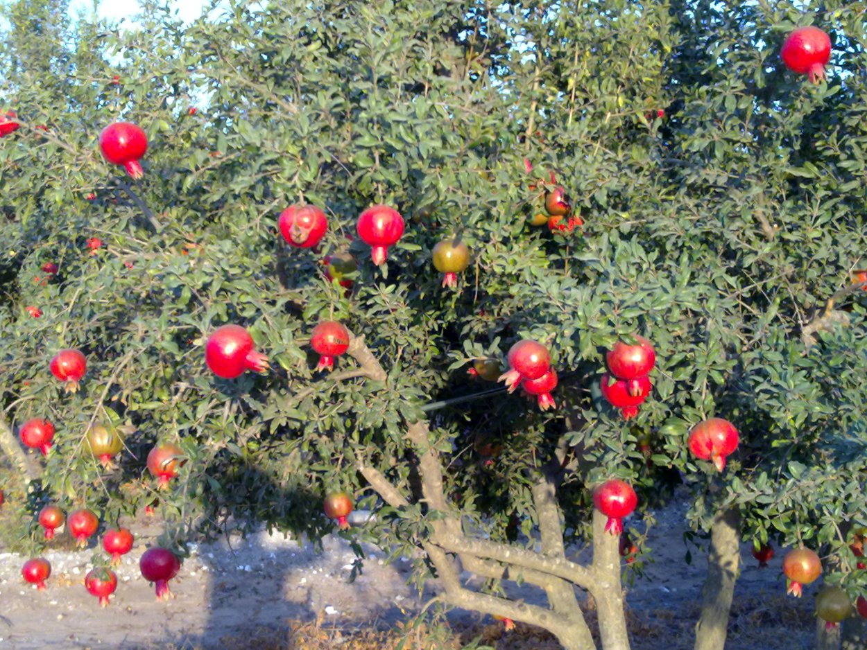 Гранат дерево цветение