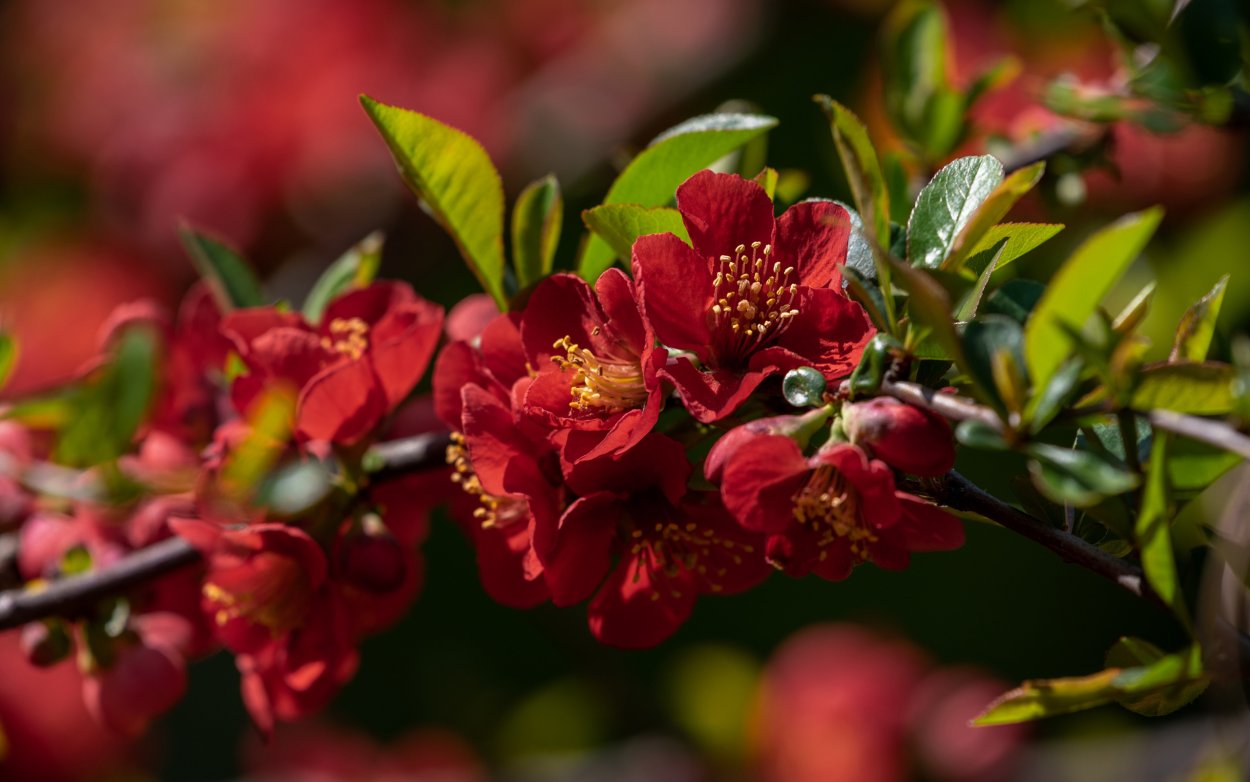 Плодовые деревья цветущие красными цветами