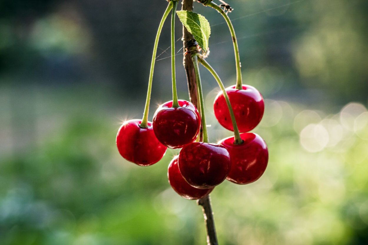 Вишня расплетка