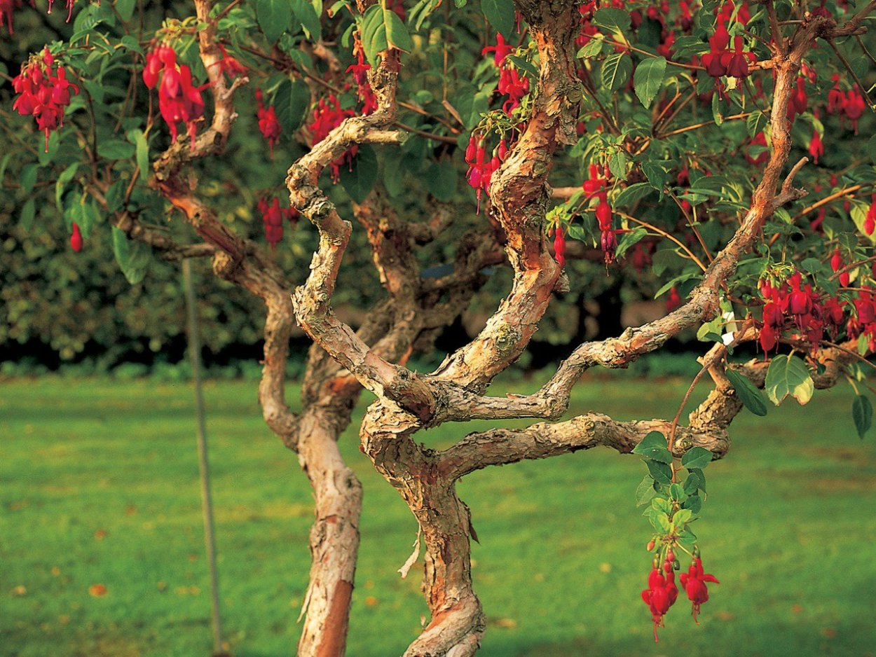 Фуксия древовидная