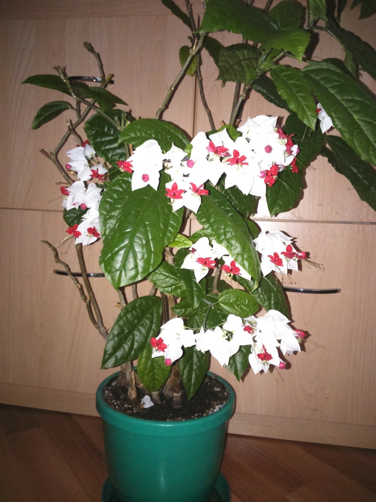 Гибискус Олд Йелла