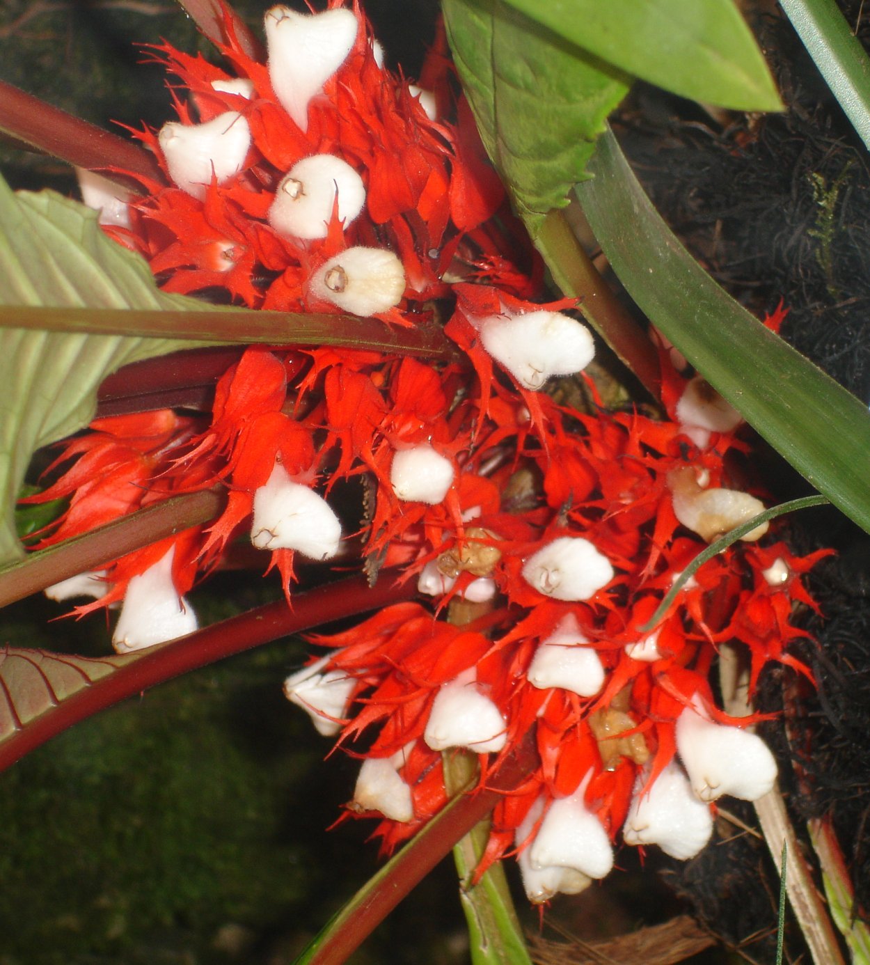 Остеоспермум эклонис белый