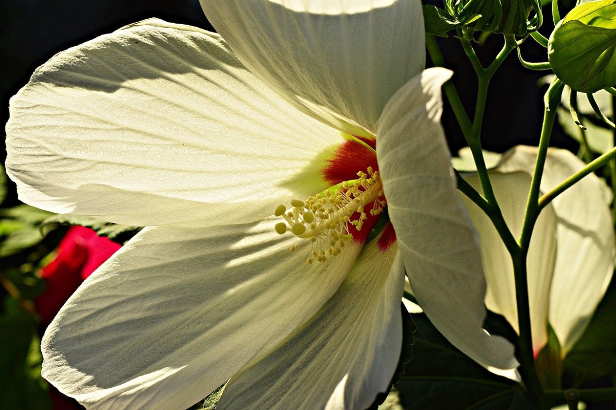 Фуксия Эрни