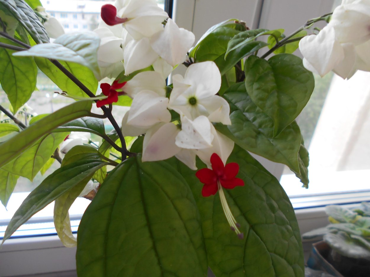 Белый цветок с красной серединкой